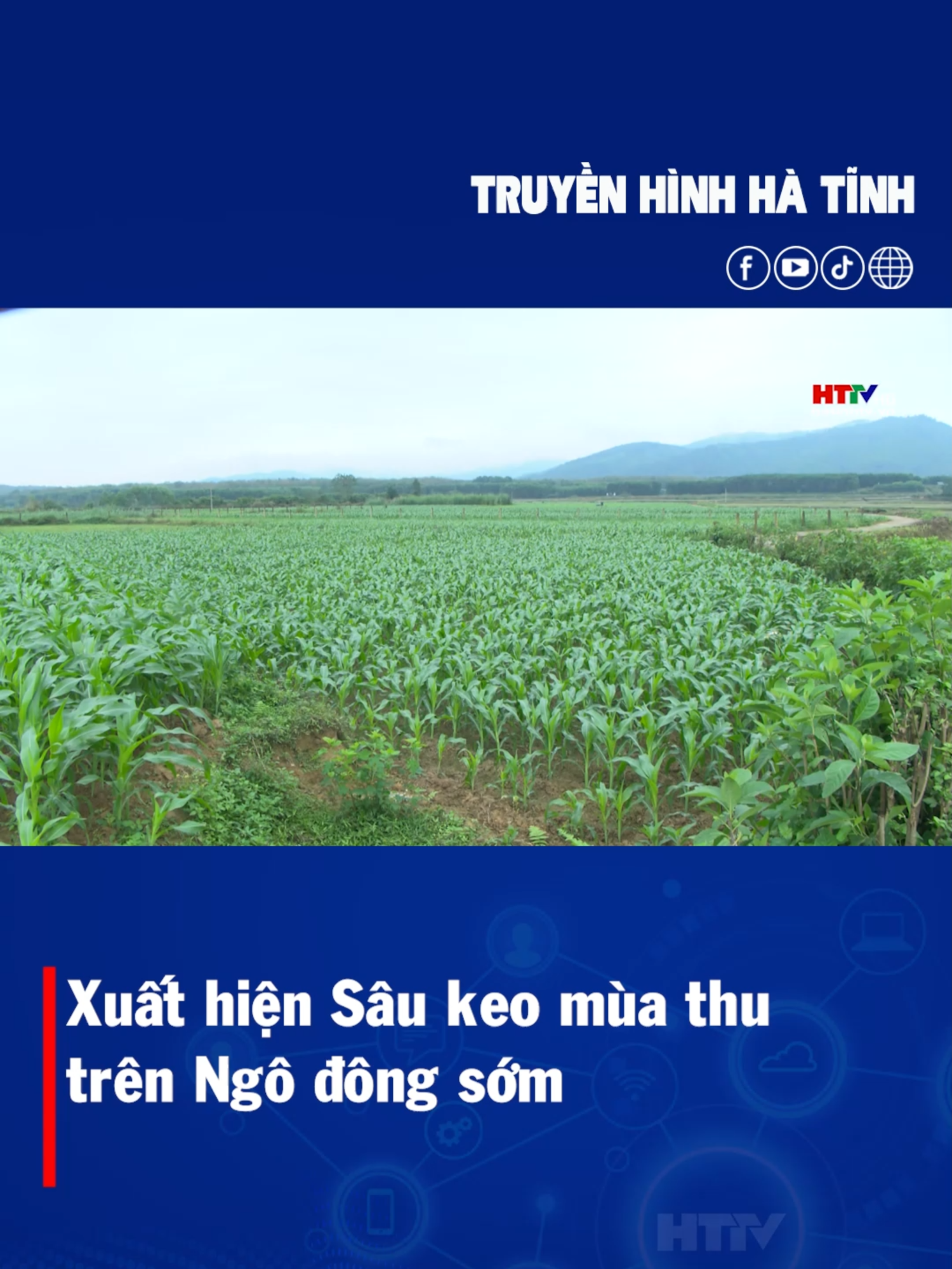 Các trà ngô đông sớm đang trong giai đoạn sinh trưởng phát triển về thân lá. Tuy nhiên, một số diện tích đã xuất hiện sâu keo mùa thu và bệnh khô vằn. #truyenhinhhatinh #httv #saubenh #saukhovan #hatinh #38hatinh #38