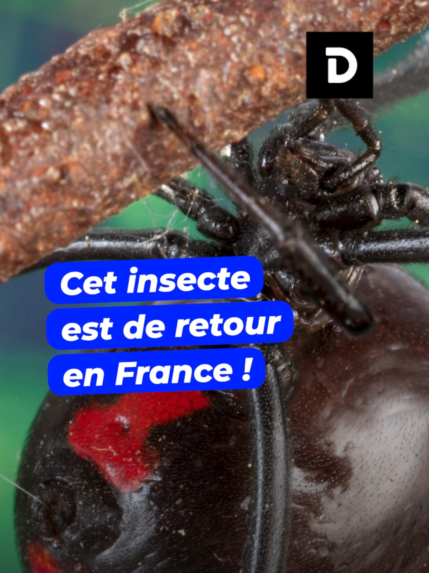 Cet insecte est de retour en France ! #veuvenoire #spider #france