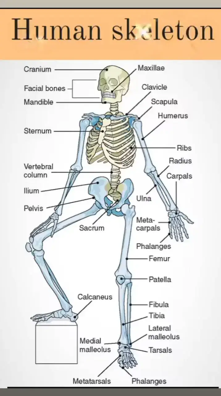 Human skeleton 🦴  #PHARMACIST #Drmedicine  #healthawareness  #viral#fyp 