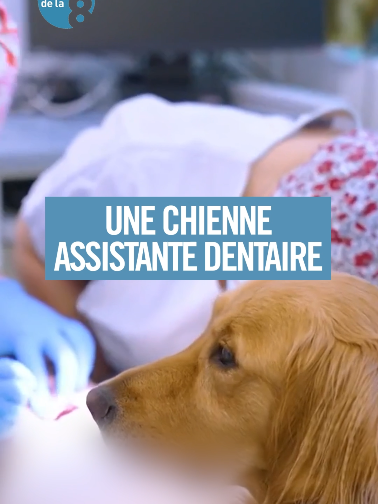 Avec Scully, fini la peur du dentiste ! En Bretagne, un hôpital a adopté Scully, une adorable chienne, pour aider à détendre et rassurer les patients. #AnimauxDeLa8, retrouvez l’émission en intégralité sur myCANAL !