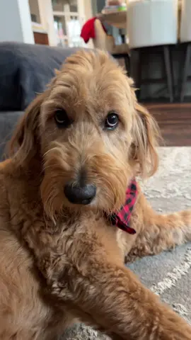 #dog