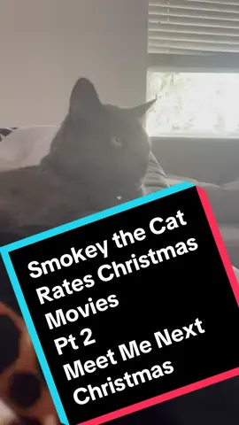Smokey’s a tough critic. Did this kitty cat like Meet Me Next Christmas? #christmasmovies #meetmenextchristmas #Netflix 