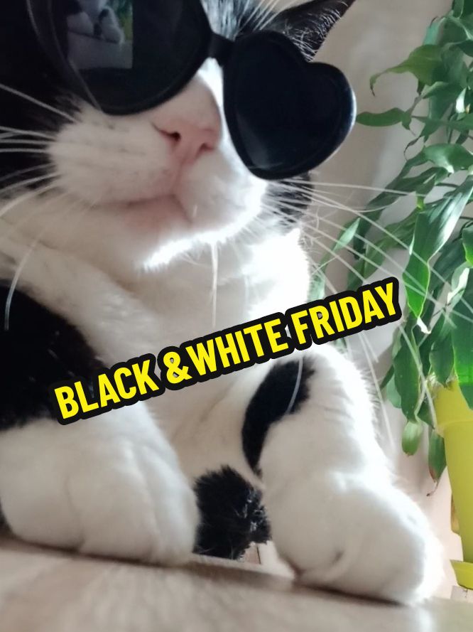 BLACK AND WHITE FRIDAY 🖤🤍 ⚠️Today is BLACK FRIDAY all over the world and in my store too😺🎉🎁🎄 Come and discover my new design on t-shirts, mugs, stickers, caps and much more... 💥UP TO 40% OFF SITEWIDE IS LIIIIVE 💥 🖤happy shopping friends🤍 👉My link is available in my bio. credit vid : lilou_ma_vie6 @TeePublic #ypfッ #catoftheworld #tuxedocat #catdance #ninadancingqueen #today #blackfriday #shopnow #teepublic