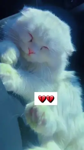 #يارب #اللهم #يامشافي_يالله🤲 #🌴❤️บอนไซพร้าวบ่าวเอ็ม❤️🌴 #هاشتاقات_تيك_توك_العرب #الشعب_الصيني_ماله_حل😂✌️ #عالم_الحيوان #تصويري_احترافي_الاجواء👌🏻🕊😴 