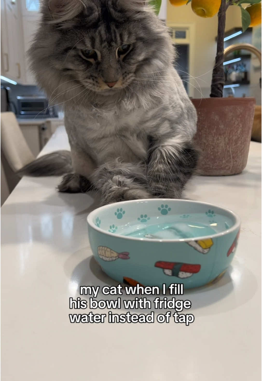 don’t forget the ice cubes #mainecoon #mainecooncats #cattok #catsoftiktok #polydactylcat 