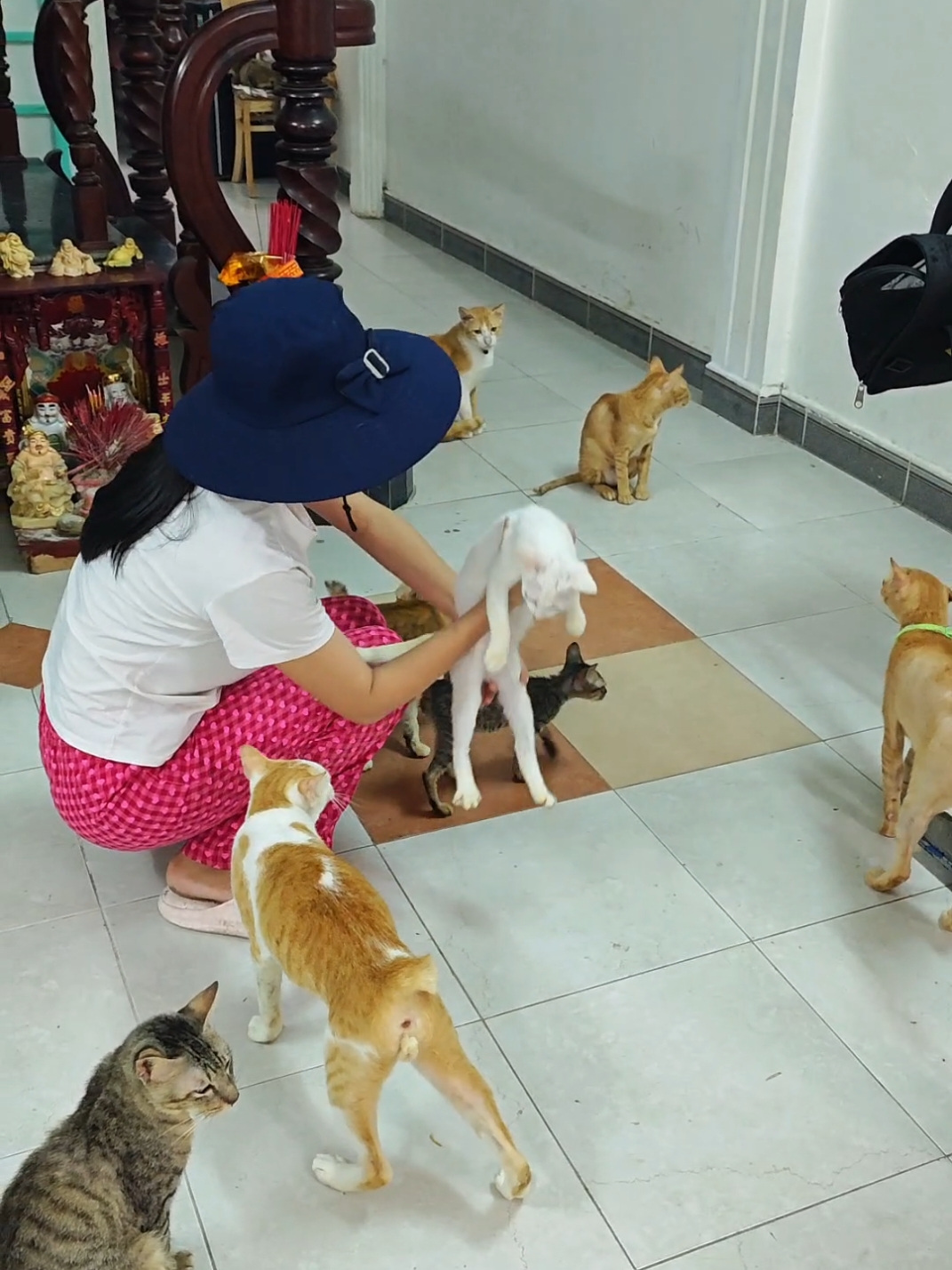 Khế thúi đột nhập ngôi nhà chứa 200 bé mèo hoang ở Rạch Giá #khethui #pets #animals #cats @Thánh đổ vỏ 