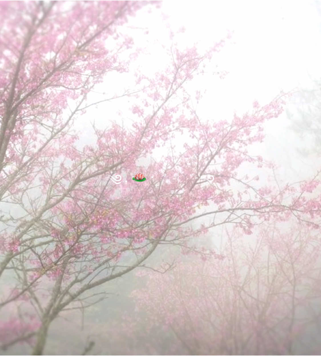 ┆ ⋆˙⟡ hai guys , if you like this video , please like , comment , share !~ ۫  ┆ #wuldhug #fyp #blossom #sakura #japan #flower #korea #quietlife #wonyoungism #kpop #shoujo #coquette #sawako 