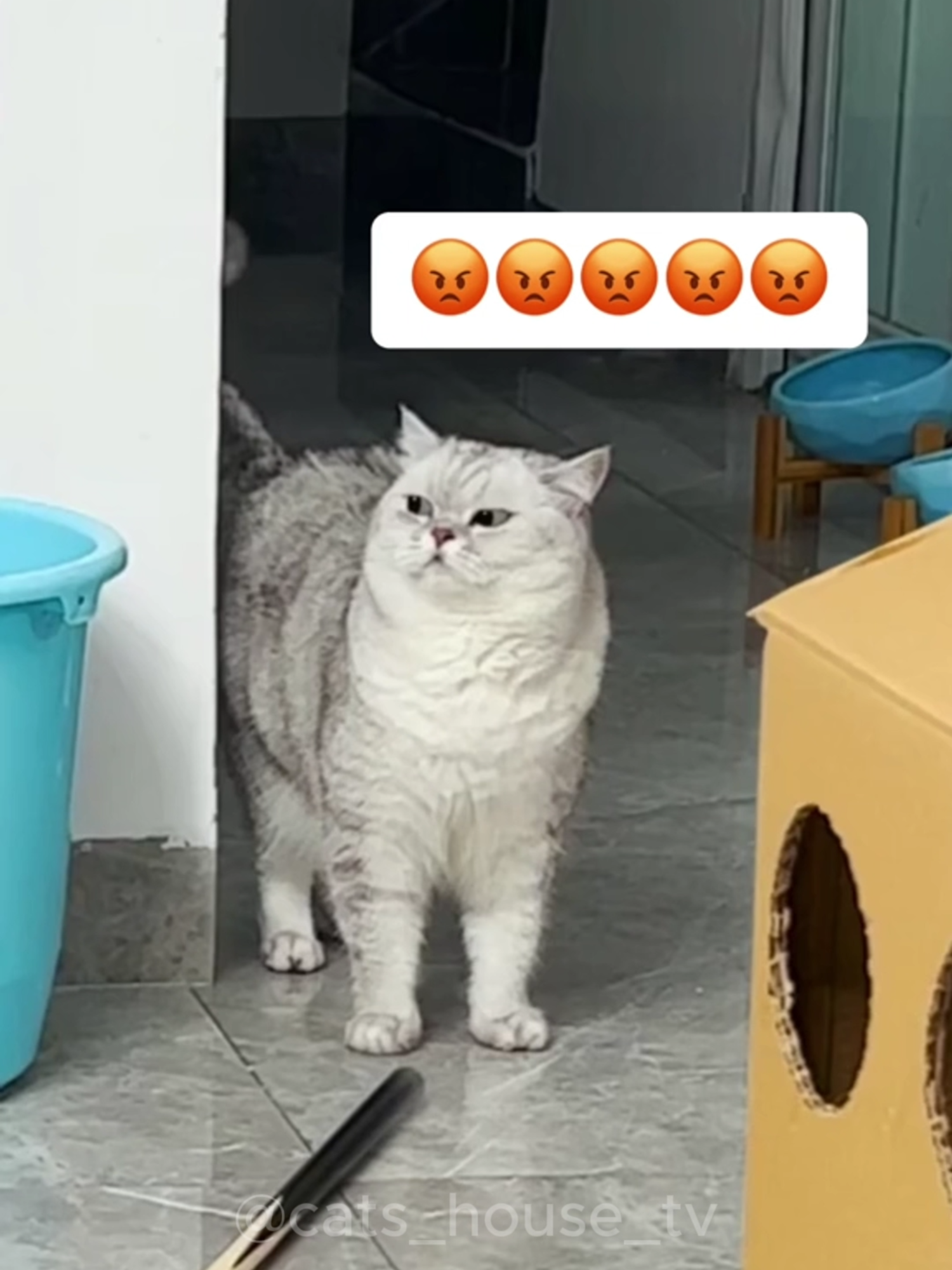 Cats Doing Ridiculous Things – You Won’t Stop Laughing! 🐾😹 #funnycatvideos #cutecat #pets #animals #catsoftiktok #relaxing #viralvideos #trendingvideo #funnyvideos😂  #adorable