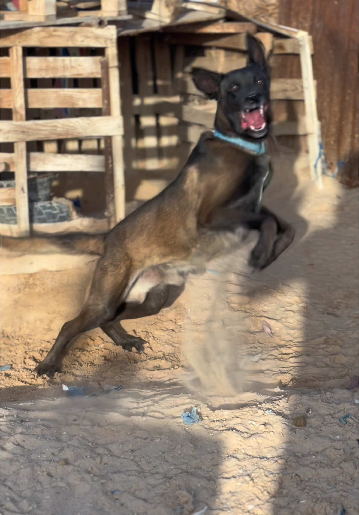 #مالينوا #مالينوا_شاربوني_ماسك_نوار #malinois #ماشاء_الله #دوز #دوز_الجنوب_التونسي🤩😘💜 