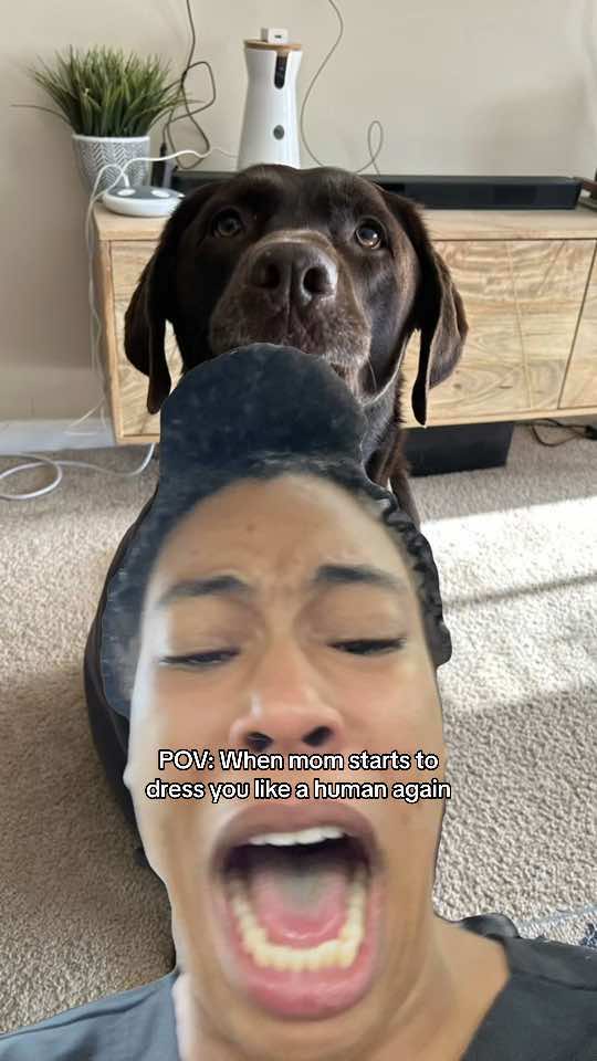 POV: When mom starts to dress you like a human again #dogsoftiktok #dogsoftiktokviral #puppytiktok #dog #puppy #dogtok #dogtokers #doglover #doglover #puppylove #puppylife #PetsOfTikTok #labrador #MemeCut #Meme #MemeCut 