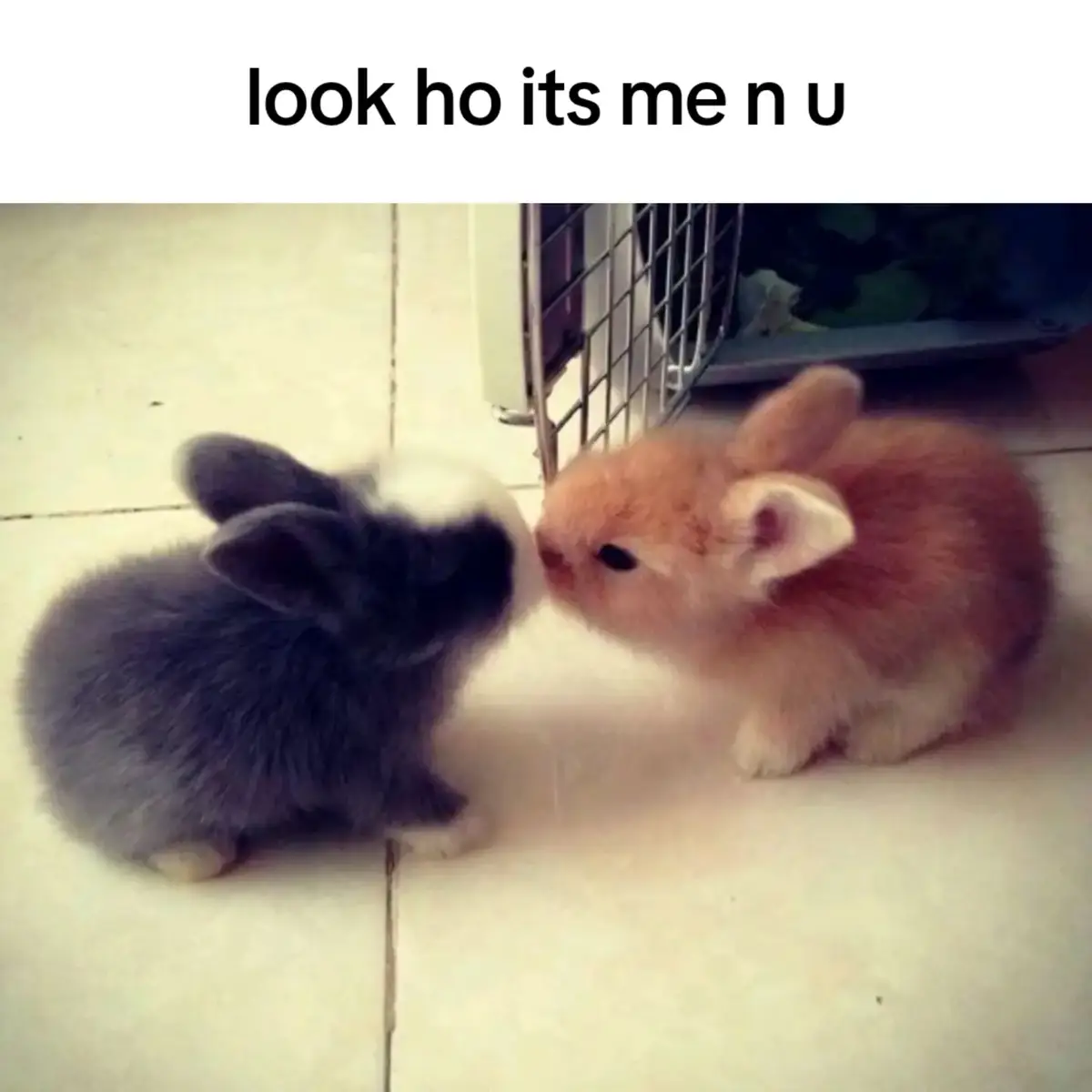 its me n u ho!! #fyp #bunnies #us #slideshow #slideshowtrend #real 