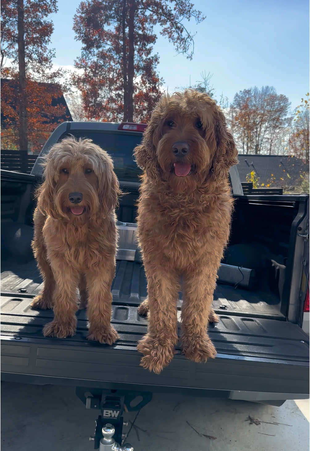 Standard vs Medium Goldendoodle #goldendoodles #doodle #standardgoldendoodle #medoumgoldendoodle