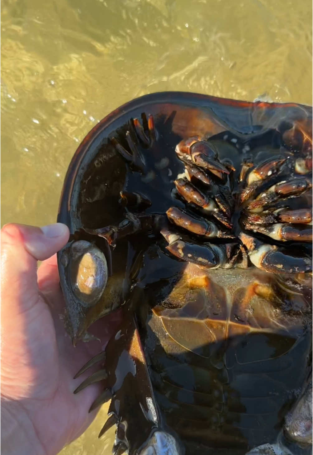 Cool looking creatures  #horseshoecrab 