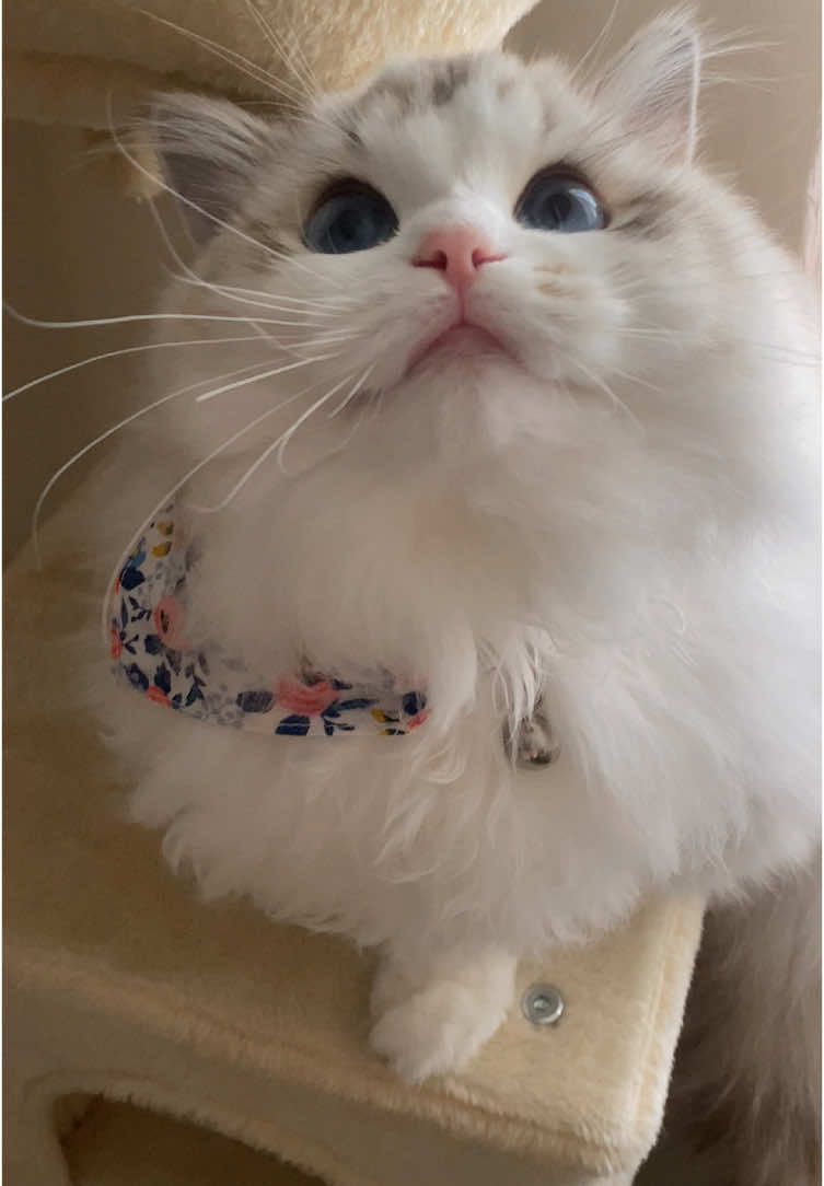 She knows she looks super cute with her new collar ✨ It fits her cutesy face Thank you @Petsome.official and @petsome_kamilia for letting us be an ambassador. Use DUCHESSFURINA at petsome.co to save!! #ragdoll #cattok #cats #catsoftiktok #ragdollcat #fyp #ragdollkitten #pets #PetsOfTikTok #cuteanimals #kittensoftiktok #duchess #furina #cutecats 