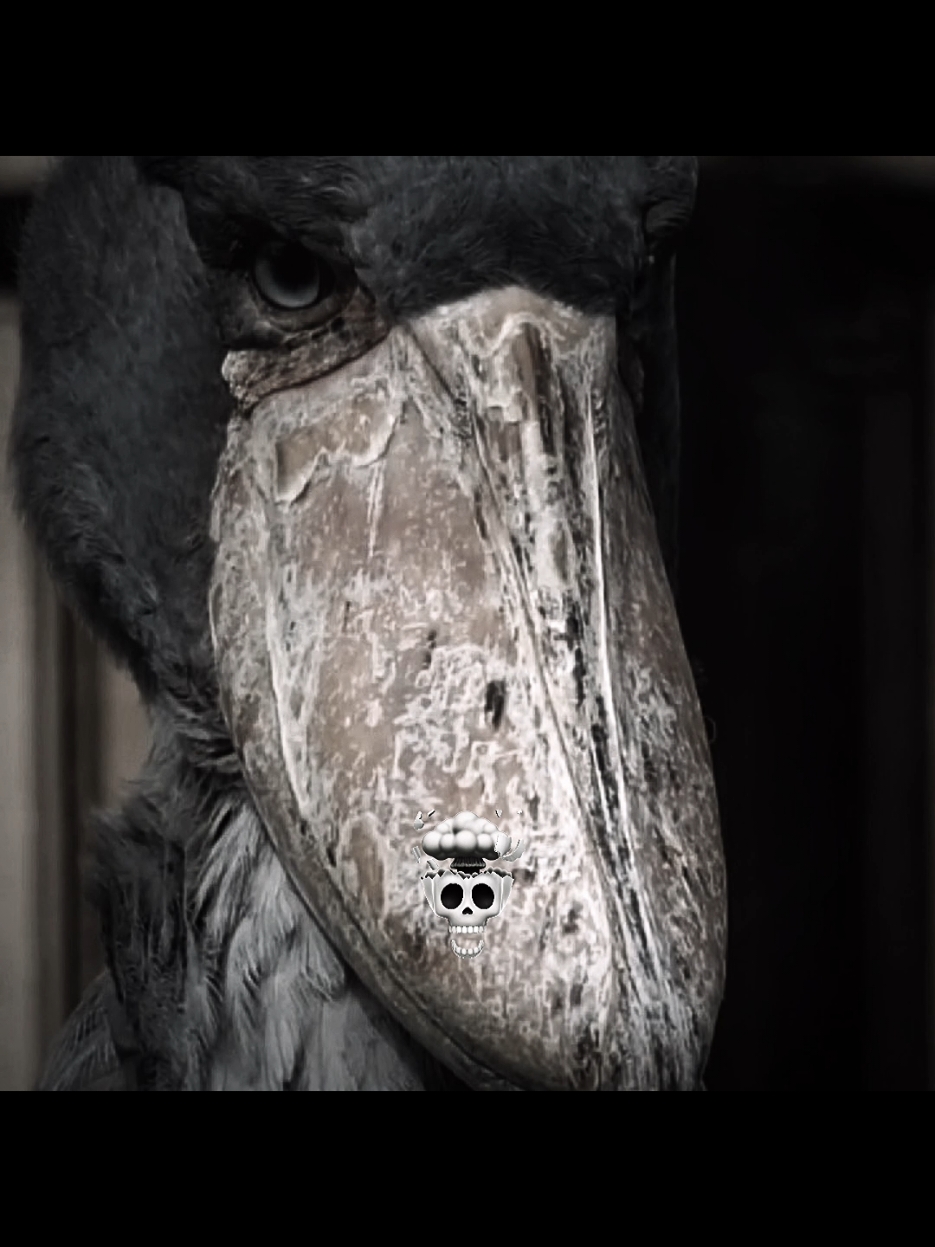 Shoebill #editingvideo #viralvideo #birdssounds #Edit  #fyp #fyp