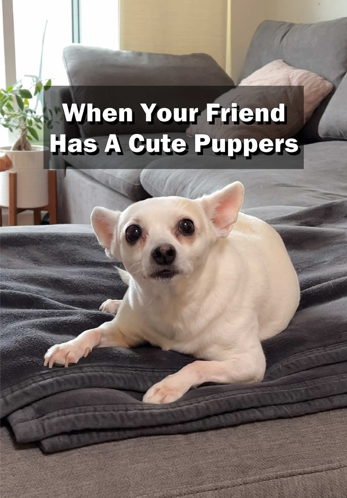 When Your Friend Has A Cute Puppers #metalhead #metaltok #metaltiktok #dog 