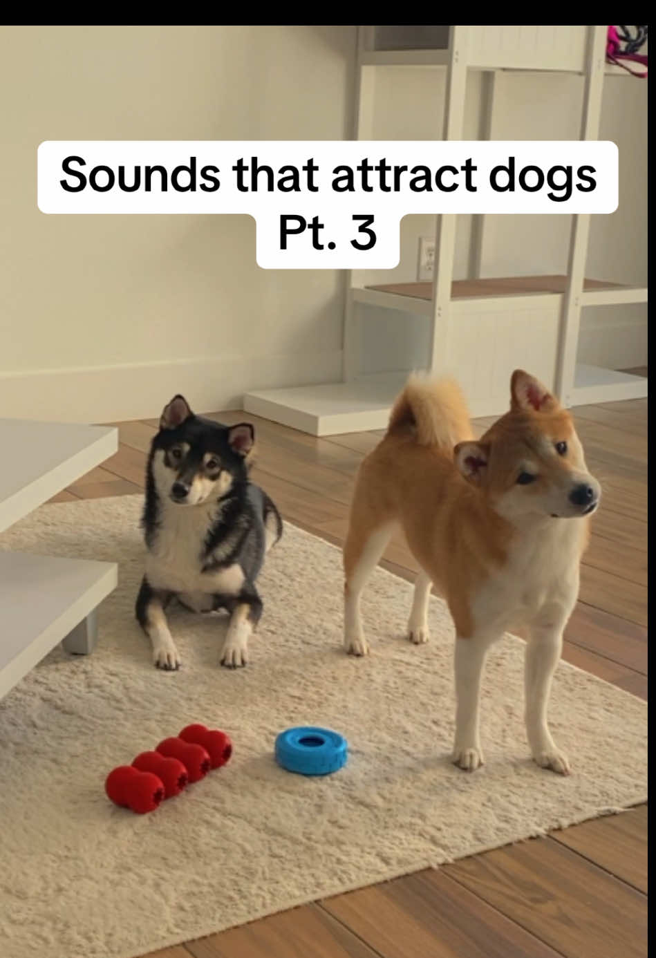 Head tilt level:Expert! #sounds #dogreaction #dogsoundreaction #dognoisestoattractdogs #headtilt #headtiltcheck #creatorsearchinsights #funnyreaction #sillypuppy #fyppppppppppppppppppppppp #shibainu #dogsoftiktok #shibapuppy