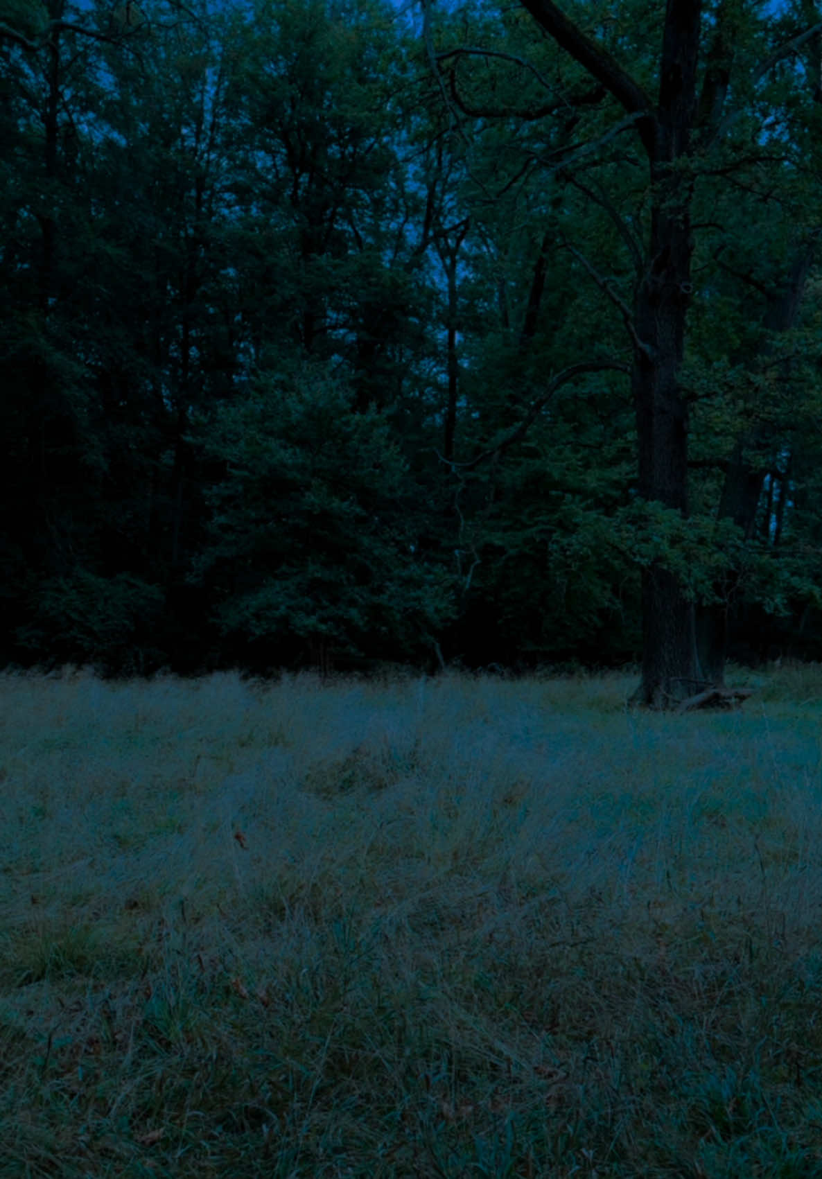 I feel a little...a little bit like I failed                                                                                       #nature #natureaesthetic  #calm #aesthetic #darkaesthetic #darknaturalism #bluehour #blouehouraesthetic