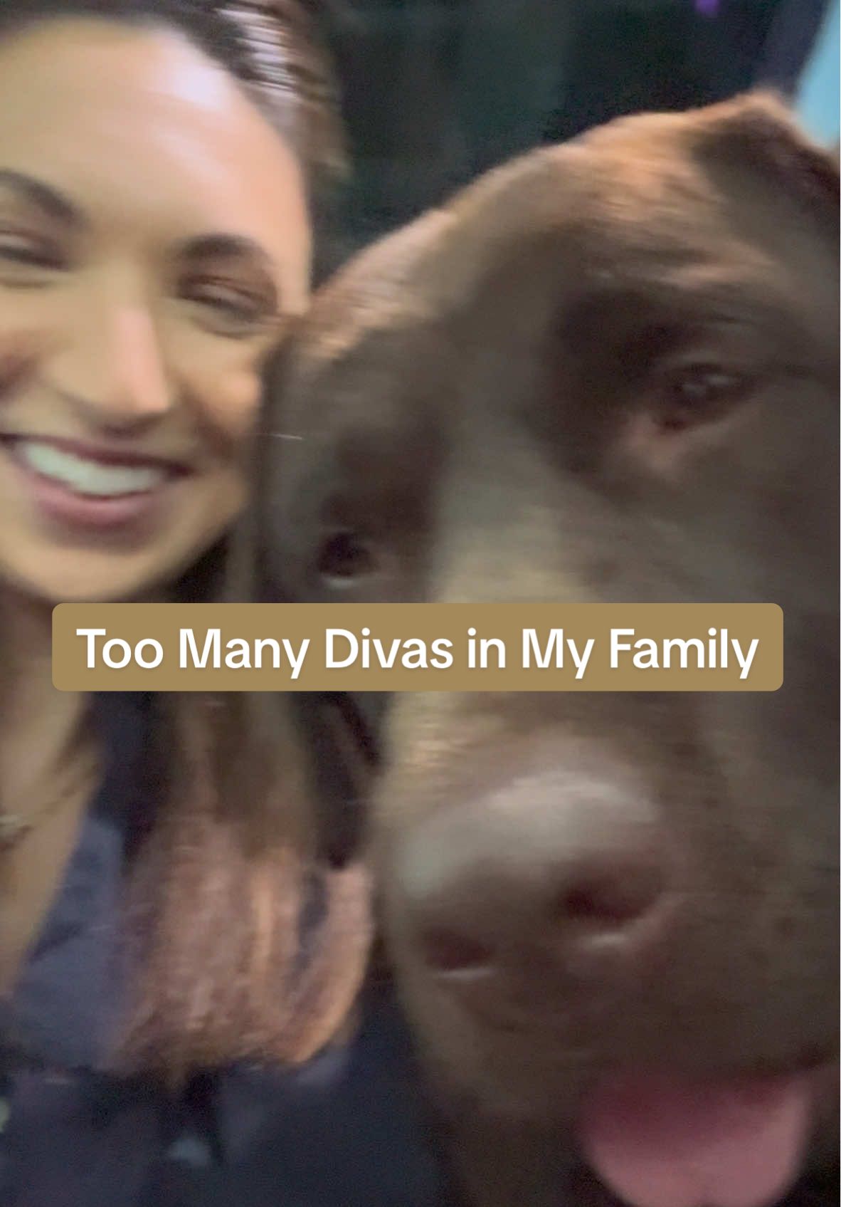 When you’re trying to get to Thanksgivng dinner but there’s too many divas in your family… #chocolatelab #labradorretriever #dogmom 