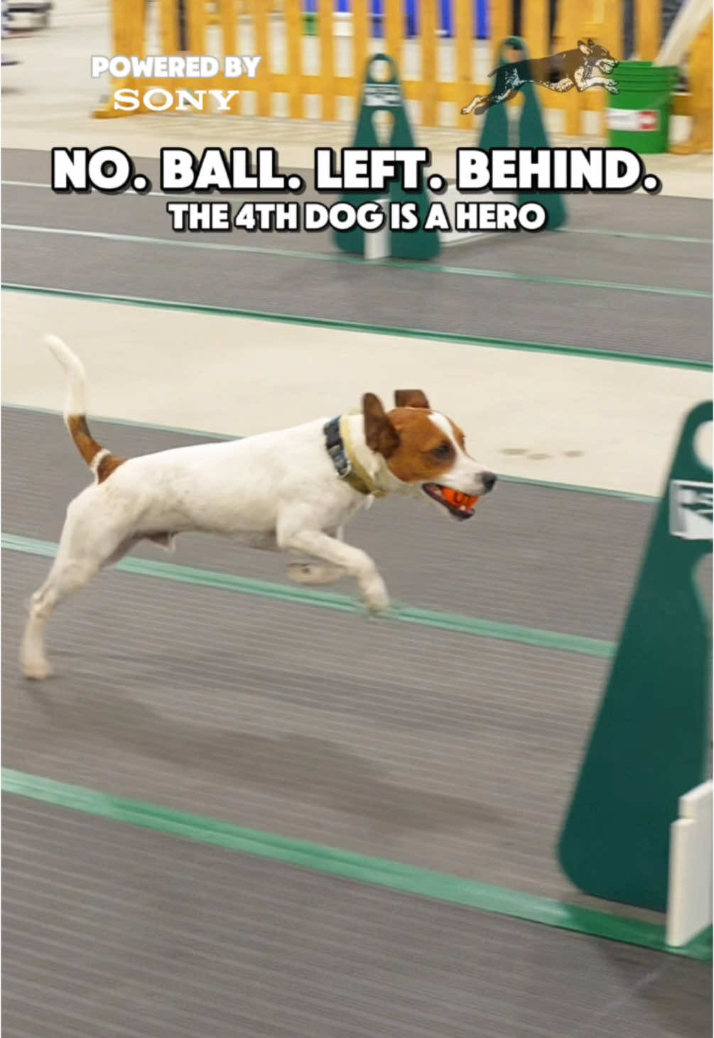 No ball left behind #dogs #flyball