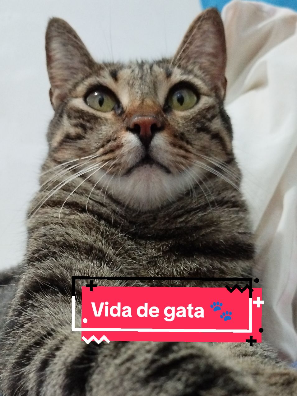 Vida de gata. 🐾 #gatosengraçados #gatosdotiktok #gatostiktok #cat #gatinhosfofos 