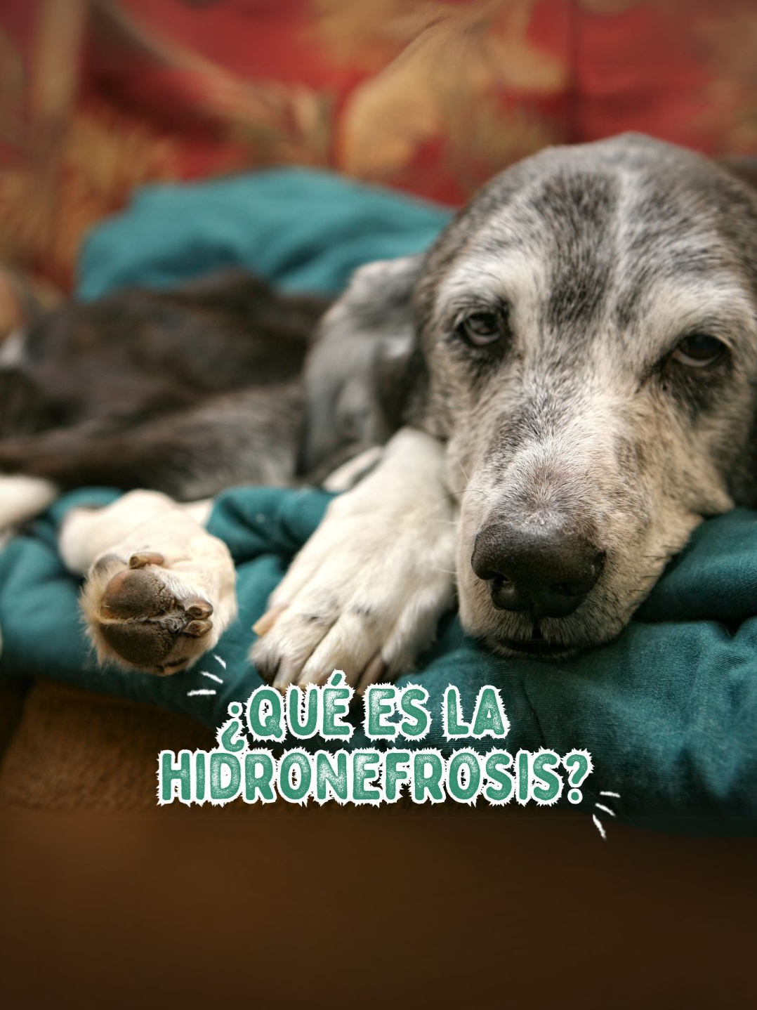 🐾💧 ¿Sabías que la hidronefrosis puede afectar a tu mascota? Esta condición ocurre cuando los riñones se hinchan debido a una obstrucción en el flujo de orina, causando dolor y daño renal. Los síntomas incluyen letargo, pérdida de apetito, vómitos y dificultad para orinar. Es una afección seria que requiere atención veterinaria inmediata para evitar complicaciones graves. Un diagnóstico temprano puede marcar la diferencia en su tratamiento y recuperación. 👇 ¿Tu mascota ha tenido problemas renales? #Consejo #SaludAnimal #Hidronefrosis #CuidadoAnimal #panchocavero #mascotas #perro #dog #perrostiktokers #gatostiktok