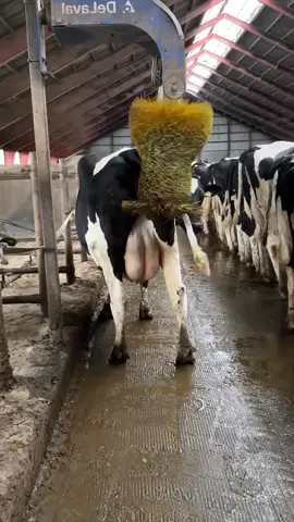 cow farm 🥰🥰🥰🥰🥰 #cow #farm #cleaning #feed #trending #viralvideo 