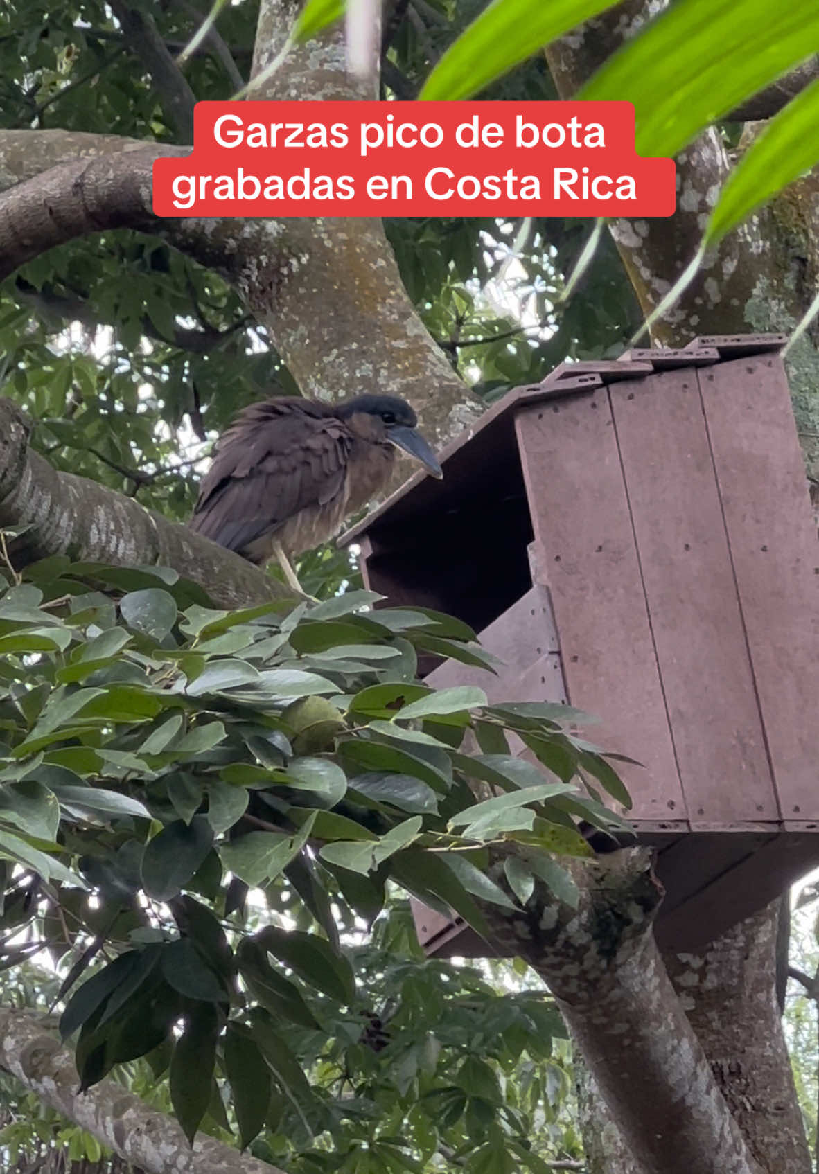 Garzas pico de bota en costa rica #animales #biologia #aves #animalestiktok 