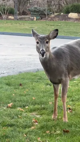 Mission make these deer my friends 🙂 #animals #midwest 