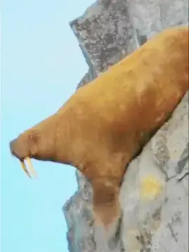 #animal #fypviralシ #nature #amazing #growmy #fyp #wildlife #marinelife 