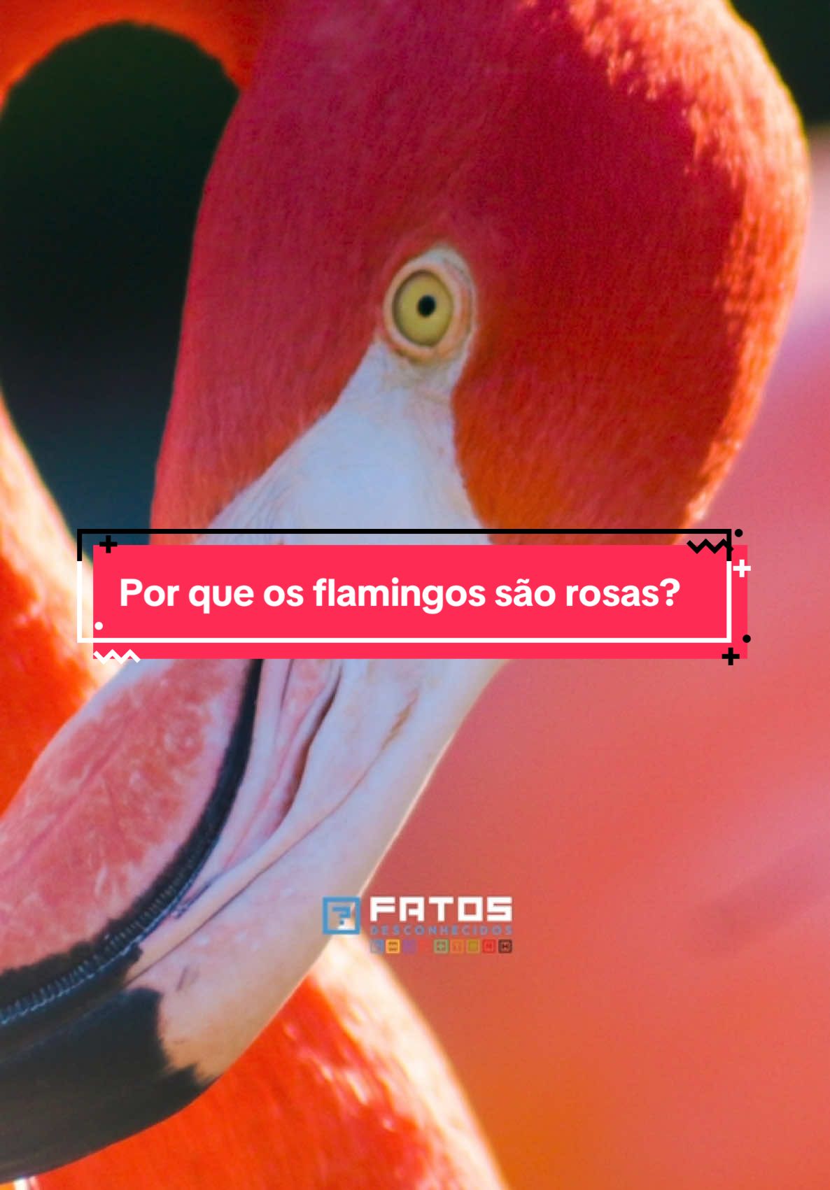 Por que os flamingos são rosas? 