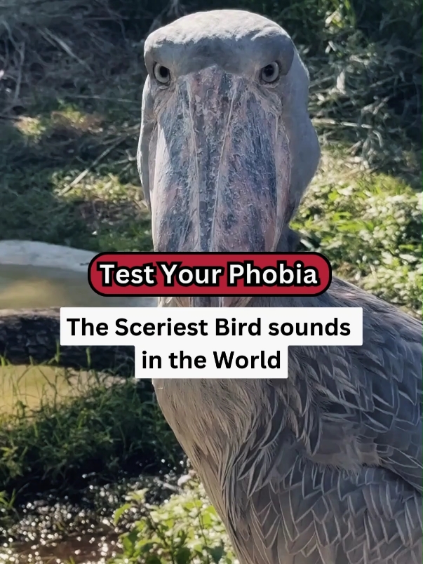 Phobia Test - The Scariest Bird sounds in the World #birds #birdsound #terrifying #scariest #weirdbirdsounds #shoebill #lyrebird #whitebellbird #cassowary #piha  #weirdsounds #sound #interesting #fyp 