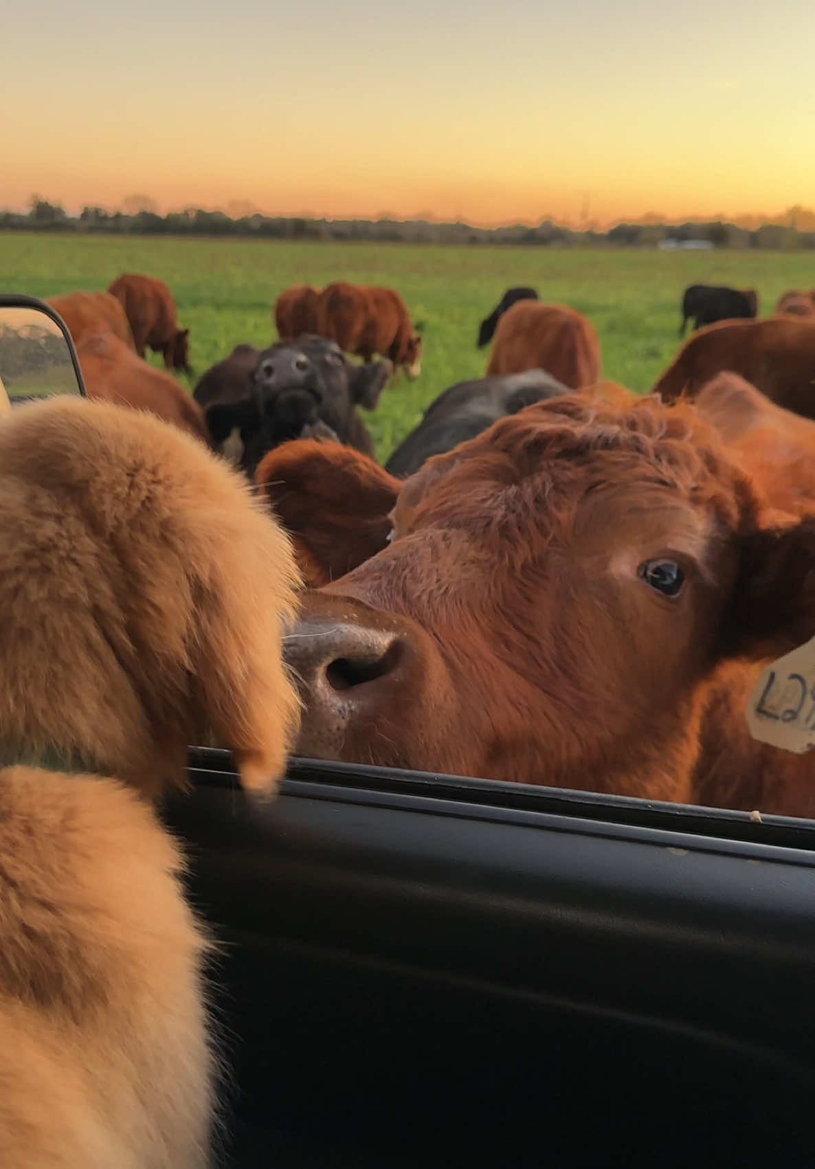 Townes and the cows: A love story 🥹💗