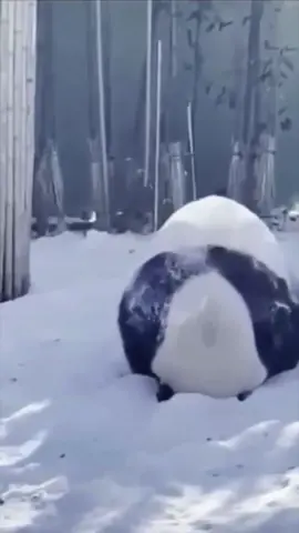 Panda playing in the snow | Panda spielt im Schnee #panda #play #snow  The most beautiful collection of the wonderful world of the animal kingdom.  Short videos of the beautiful and loveable animal world, for the animal loving community, with selected music as background for a great experience. All shorts are meant to be peaceful and children friendly content.  The channel is about funny animals, cute animals, Pets, funny cats, funny dogs, cute cats, cute dogs, funny video, wild animals and all about animals. Here you find cute animal moments, funny dog clips, precious cats shorts, viral pet videos, trending animal clips and in general the best clips and shorts of animals and pets of the internet.  Die schönste Sammlung der wunderbaren Welt des Tierreichs.  Kurze Videos aus der schönen und liebenswerten Tierwelt, für die tierliebende Gemeinschaft, mit ausgewählter Musik als Hintergrund für ein tolles Erlebnis. Alle Kurzfilme sind als friedliche und kinderfreundliche Inhalte gedacht.  Auf dem Kanal geht es um lustige Tiere, niedliche Tiere, Haustiere, lustige Katzen, lustige Hunde, süße Katzen, niedliche Hunde, lustige Videos, wilde Tiere und alles über Tiere. Hier findest du niedliche Tiermomente, lustige Hundeclips, wertvolle Katzenvideos, virale Haustiervideos, trendige Tierclips und generell die besten Clips und Kurzfilme von Tieren und Haustieren im Internet.   Vet Zentrum Zürich Letzigrund  https://vetzentrum-zurich.ch #vet  #tierarzt  #tierarztpraxis  #pet  #cute  #zurich  #vetzentrum  #animals  #animallovers  #tierliebhaber  #animalcommunity  #viral  #foryou  #trending  #nature  #tiere  #fyp  #wildlife  #beautiful  #beauty  #art  #life  #funnyanimals  #animalsworld  #video  #funny  #cuteanimals  #best  #animals #travel  #World  #animalvideos  #animalslove  #happy  #babyanimals  #naturelovers  #family  #kidsvideo  #Love #coolest  #amazing  #cutepets  #follow  #popular  #friends  #smile  #explorepage  #Bestvideo  #madeforkids  #madeforfamily  #fun  #music  #explore  #reelstrending  #animaloftiktok #reels 