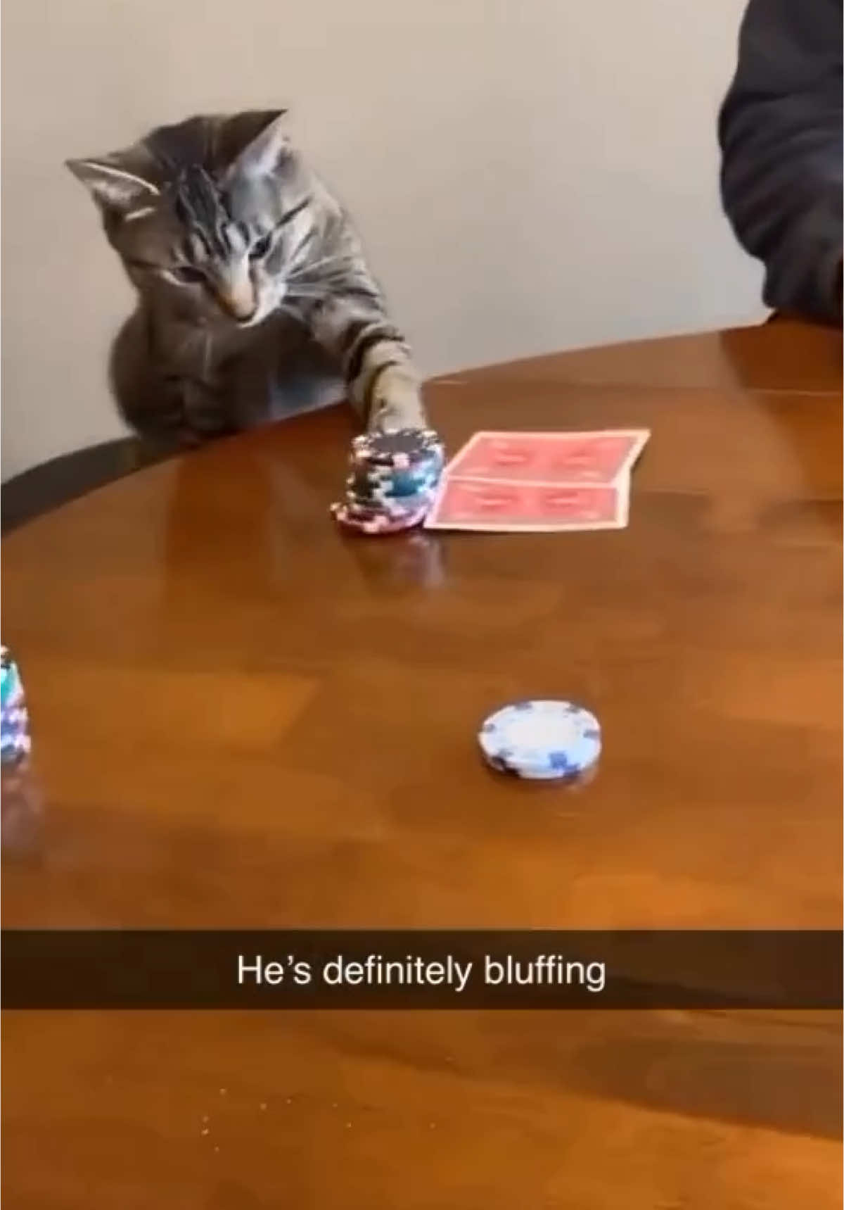 Nah he's not fooling anybody (via @Javi Guerra) #casino #cards #poker #cat #catsoftiktok #meme #funny