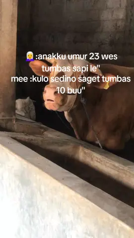 #4upage#xybca #bucin_story #sapimacoo #nyapi #klaten24jammmm 