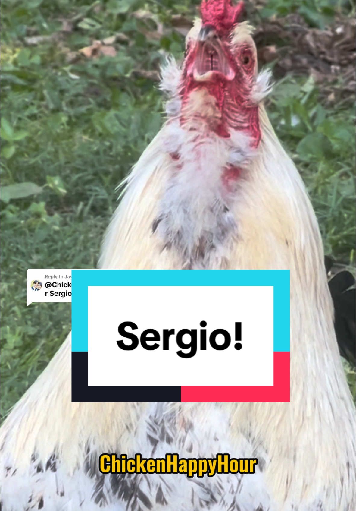 Replying to @Jason Platt Frankie calls for #sergio #rooster #chickens #memesdaily #chickensoftiktok #funnyanimals #chickenhappyhour 