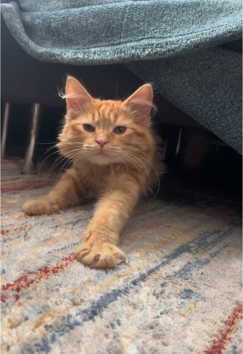 His little chirps 🥹wish I knew what he was saying #orangecatsoftiktok #orangecat #catsoftiktok #kitten #soulcat 