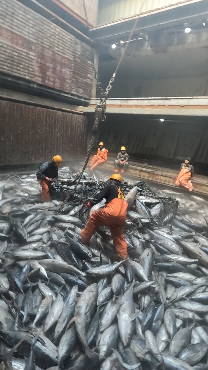 POV : WORKING IN REEFER SHIP #tuna #TPJ #TSP #frabellefoods 