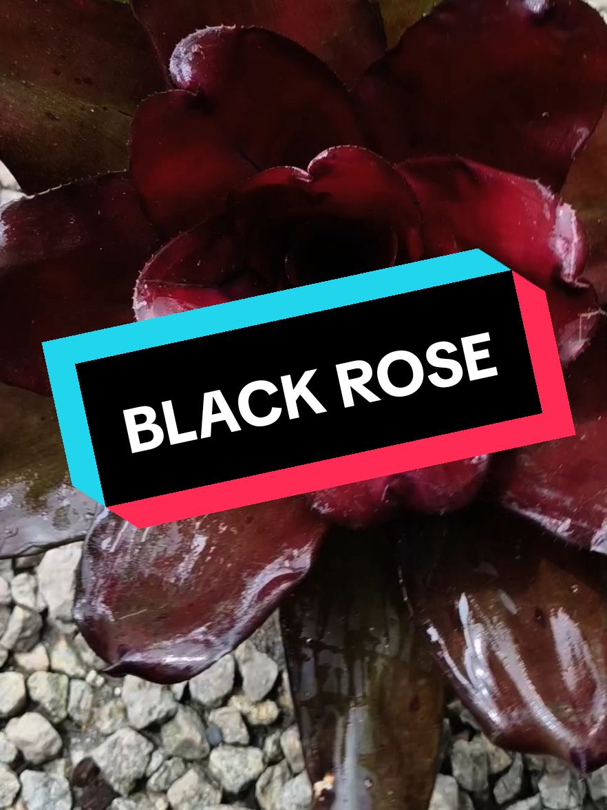 ID BLACK ROSE 🌹 . Maklong dh ada ke id ni ?#pokokbromeliad 