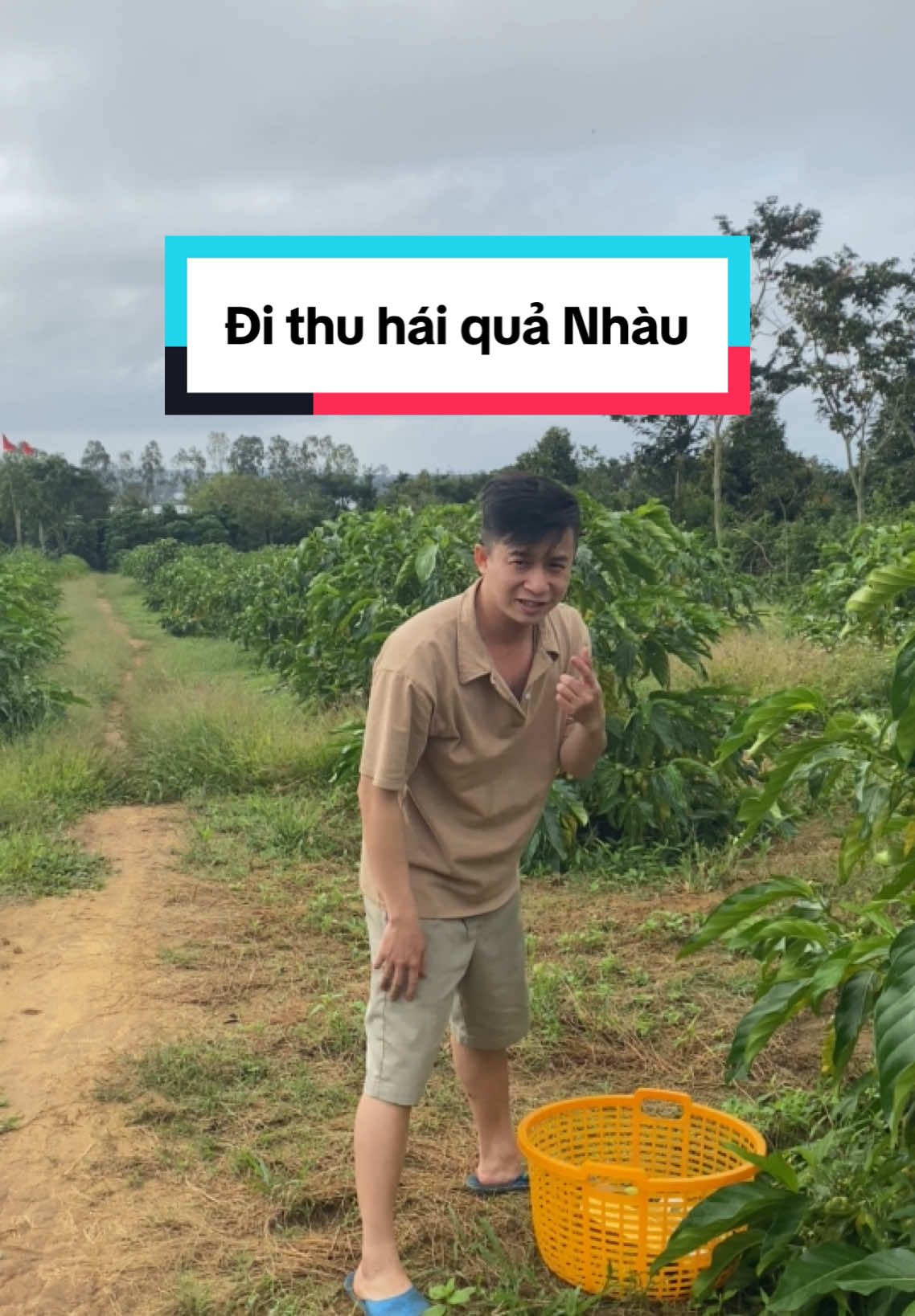 Mời các bác đi thu hái #trái_nhàu_tươi làm #nước_cốt_nhàu_hỗ_trợ_người_tiểu_đường #nước_cốt_nhàu 