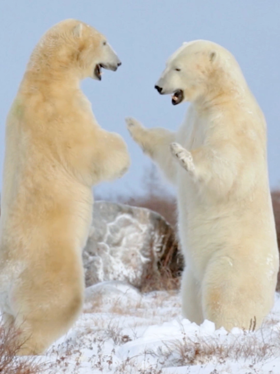 The Arctic Winter Olympics Wrestling Match. Two polar bears are fighting. #polar #polarbear #animal #wildlife 