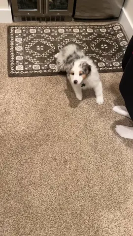 don’t worry guys i am totally okay😝🤪 #aussiesdoingthings #aussie #australianshepherdpuppy #australianshepherd #parkour 