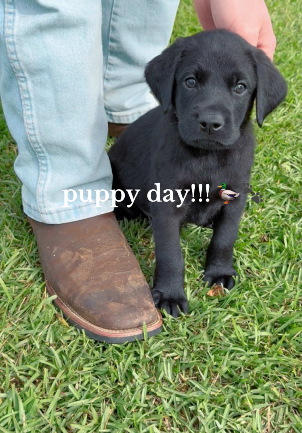 welcome home sweet Banks!!! best day bringing home our new puppy home!!!! 🦆🐾 #blacklab #puppy #labador #Vlog 