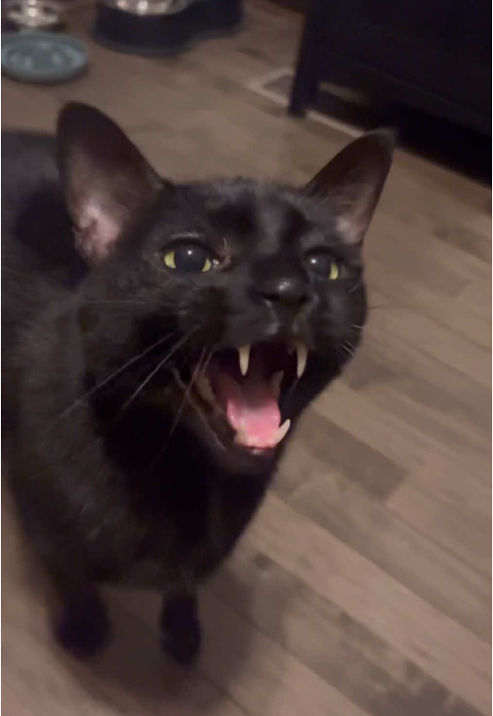 He sounds like a squeaky door 🚪#catsoftiktok #talkingcat #catsounds #catmeow #blackcats #blackcatsoftiktok #fypシ #cutecats 