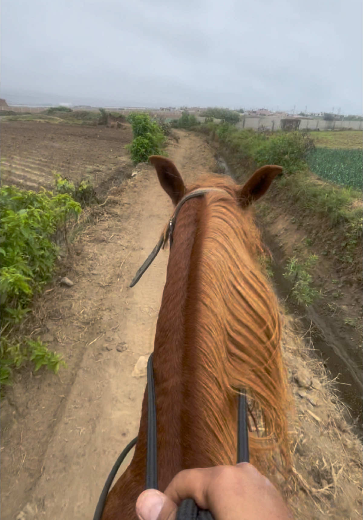 🫀. #caballos #caballoperuanodepaso #peru🇵🇪 #cabalgata #horse #paratiiiiiiiiiiiiiiiiiiiiiiiiiiiiiii #fyp