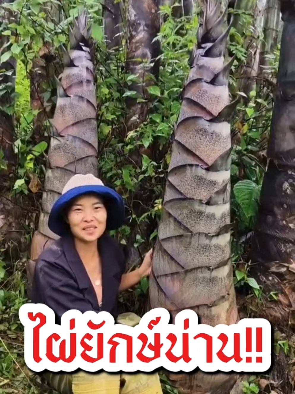 ไผ่ยักษ์ใหญ่ที่สุดในโลก‼️ #ไผ่ #ไผ่ยักษ์น่าน #เมล็ดพันธ์ุผัก #มีเก็บเงินปลายทาง🚚 