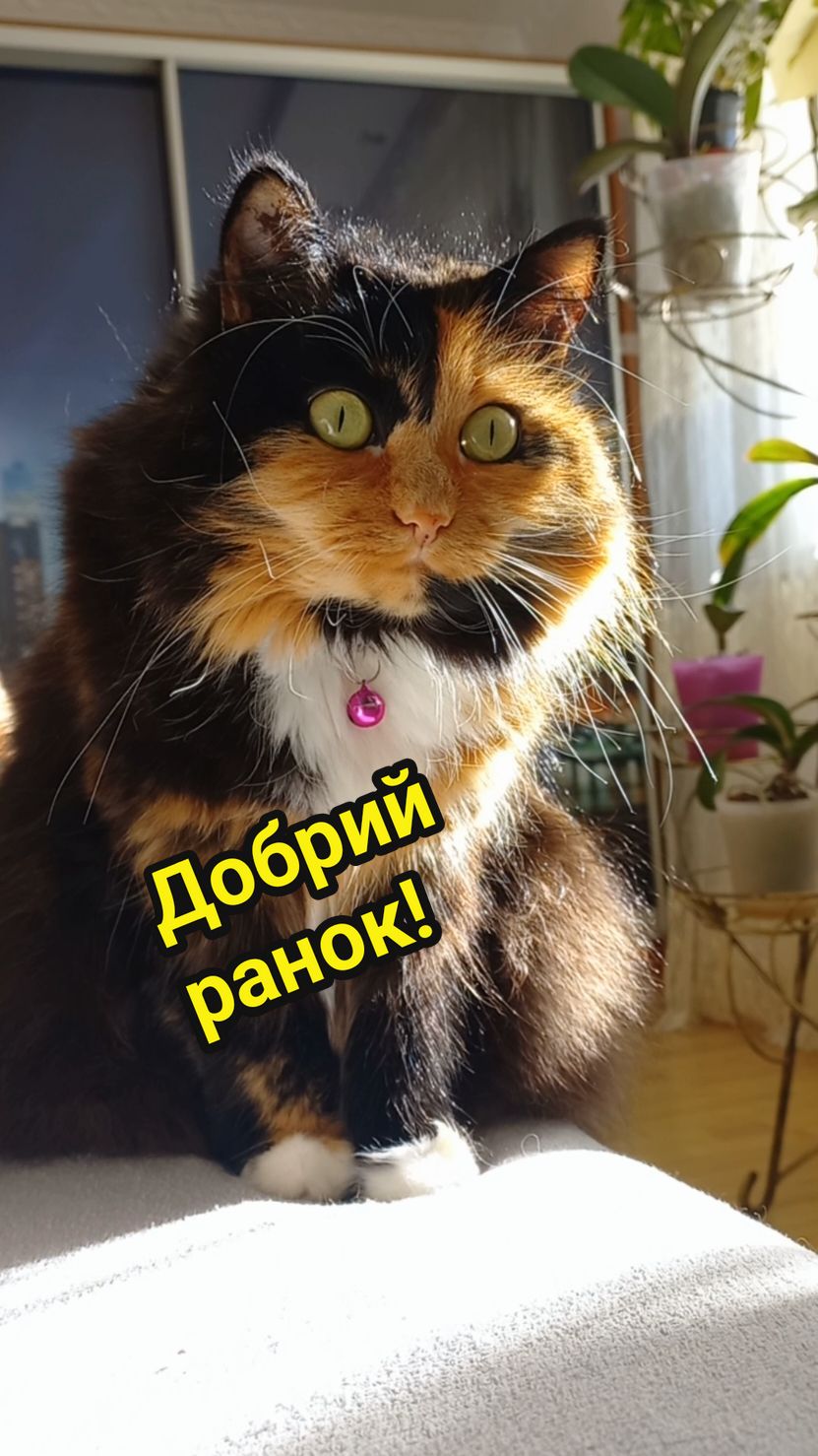 #добрийранок #смішнікотики🐱 #f #rec #catsoftiktok 