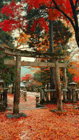 Akaya Shrine (Yamaguchi) / 赤田神社 The carpet of autumn leaves was a very beautiful shrine⛩️🍁 Please Share🥰😊🙏 Please follow 👉@japan_walker_ #japan #japantravel #japantrip #autumn #autumnvibes🍁#autumnvibes #紅葉 #紅葉スポット #shrine #神社 #赤田神社 #yamaguchi #山口 #山口県