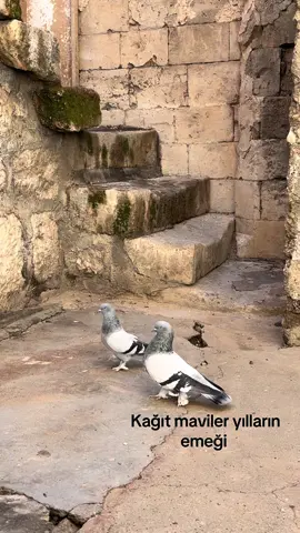 Yılların emeği tarih kokan cinsten babam sağ olsun maşallah demeyi esirgemeyin #maşallah🧿 #taklacıgüvercin #keşfetteyizzz #beniöneçıkart #mardingüvercinleri #oyunkuşusevdası #güvercinsevdası #guvercinaşk🕊️🇹🇷👑 #keşfet #öneçıkar #viralvideo 